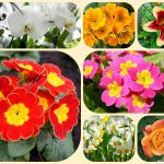 Muốn giải thể công ty ở Huyện Bắc Tân Uyên