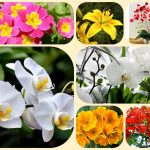 Muốn giải thể công ty ở Huyên Củ Chi