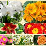 Muốn giải thể công ty ở Huyện Dầu Tiếng