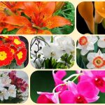 Dịch vụ giải thể công ty ở Lào Cai 6 Muốn giải thể công ty ở Lào Cai