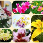 Dịch vụ giải thể công ty ở Quận Cái Răng 6 Muốn giải thể công ty ở Quận Cái Răng
