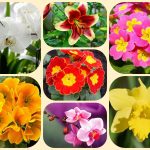 Muốn giải thể công ty ở Thành phố Thủ Dầu Một