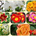 Muốn giải thể công ty ở Thị xã Dĩ An