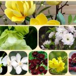 Muốn làm giấy phép đăng ký kinh doanh tại Lào Cai