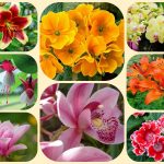 Dịch vụ làm giấy phép đăng ký kinh doanh tại Quận 12 6 Muốn làm giấy phép đăng ký kinh doanh tại Quận 12