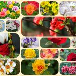 Mở công ty trọn gói tại Bình Dương 6 Dịch vụ thành lập công ty trọn gói tại Bình Dương