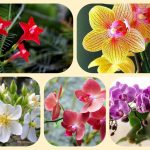 Dịch vụ mở nhà thuốc đạt GPP tại Điện Biên 6 Muốn mở nhà thuốc đạt GPP tại Điện Biên