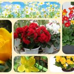 Dịch vụ mở nhà thuốc đạt GPP tại Sơn La 6 Muốn mở nhà thuốc đạt GPP tại Sơn La