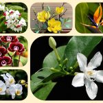 Dịch vụ mở quầy thuốc tại Lào Cai 6 muốn mở quầy thuốc tại Lào Cai