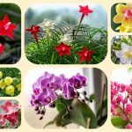 Dịch vụ mở quầy thuốc tại Vĩnh Phúc 6 Muốn mở quầy thuốc tại Vĩnh Phúc