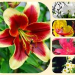 Dịch vụ mở quầy thuốc tại Huyện Bắc Tân Uyên 6 Muốn mở quầy thuốc tại Huyện Bắc Tân Uyên