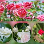 Dịch vụ mở quầy thuốc tại Huyện Phú Giáo 6 Muốn mở quầy thuốc tại Huyện Phú Giáo