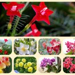 Dịch vụ mở quầy thuốc tại TP HCM 6 Muốn mở quầy thuốc tại TP HCM