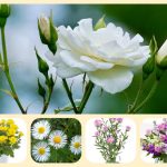 Dịch vụ thành lập công ty cổ phần ở Vĩnh Phúc 6 Muốn thành lập công ty cổ phần ở Vĩnh Phúc