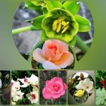 Dịch vụ thành lập công ty du lịch tại huyện Nhà Bè 6 Muốn thành lập công ty du lịch huyện Nhà Bè