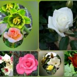 Dịch vụ thành lập công ty du lịch tại Quận 1 6 Muốn thành lập công ty du lịch Quận 1