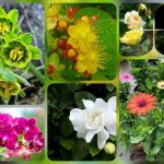 Dịch vụ thành lập công ty trách nhiệm hữu hạn tại Bến Tre 12 Thành lập công ty trách nhiệm hữu hạn tại Bến Tre