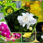 Dịch vụ thành lập công ty trách nhiệm hữu hạn tại Cần Thơ 18 Thành lập công ty trách nhiệm hữu hạn tại Cần Thơ