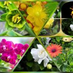 Dịch vụ thành lập công ty trách nhiệm hữu hạn tại Lào Cai 6 Thành lập công ty trách nhiệm hữu hạn tại Lào Cai