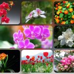 Dịch vụ thành lập công ty trách nhiệm hữu hạn tại Quận 12 6 Thành lập công ty trách nhiệm hữu hạn tại Quận 12
