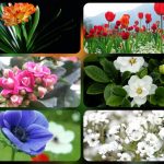 Dịch vụ thành lập công ty trách nhiệm hữu hạn tại Quận 8 6 Thành lập công ty trách nhiệm hữu hạn tại Quận 8