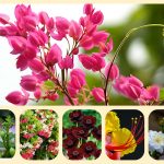 Dịch vụ tư vấn thành lập địa điểm kinh doanh tại Cần Thơ 6 Dịch vụ tư vấn thành lập địa điểm kinh doanh tại Cần Thơ