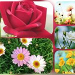 Dịch vụ thành lập doanh nghiệp trọn gói tại Bắc Kạn 6 Cần thành lập doanh nghiệp trọn gói tại Bắc Kạn
