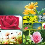 Cần thành lập doanh nghiệp trọn gói tại Lào Cai