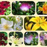 Dịch vụ thành lập văn phòng đại diện tại Huyện Nhà Bè 6 Muốn thành lập văn phòng đại diện tại Huyện Nhà Bè