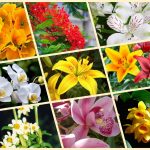 Giải thể công ty cổ phần tại Đà Nẵng 3 Muốn giải thể công ty cổ phần tại Đà Nẵng
