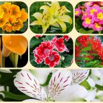 Giải thể công ty cổ phần tại Huyện Hoài Đức 3 Muốn giải thể công ty cổ phần tại Huyện Hoài Đức