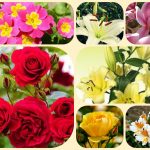 Giải thể công ty cổ phần tại Huyện Phú Giáo 3 Muốn giải thể công ty cổ phần tại Huyện Phú Giáo