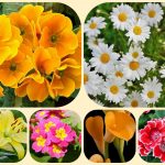 Giải thể công ty cổ phần tại Huyện Phú Xuyên: Hướng dẫn chi tiết 6 Muốn giải thể công ty cổ phần tại Huyện Phú Xuyên