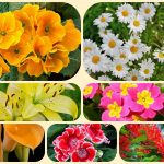 Giải thể công ty cổ phần tại huyện Thanh Oai 3 Muốn giải thể công ty cổ phần tại Huyện Thanh Oai