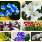 Giải thể địa điểm kinh doanh tại Huyện Bàu Bàng 6 Muốn giải thể địa điểm kinh doanh tại Huyện Bàu Bàng