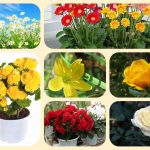 Muốn giải thể địa điểm kinh doanh tại Huyện Phú Giáo