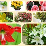 Giải thể địa điểm kinh doanh ở Lào Cai 6 Muốn giải thể địa điểm kinh doanh ở Lào Cai