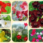 Giải thể địa điểm kinh doanh ở Ninh Thuận 6 Giải thể địa điểm kinh doanh ở Ninh Thuận