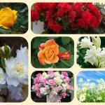 Muốn giải thể địa điểm kinh doanh