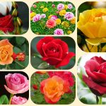 Tư vấn giải thể công ty ở Hải Phòng 6 Muốn tư vấn giải thể công ty ở Hải Phòng