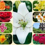 Tư vấn giải thể công ty ở huyện Cờ Đỏ 6 Muốn tư vấn giải thể công ty ở huyện Cờ Đỏ
