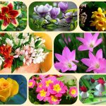 Muốn giải thể doanh nghiệp ở Kiên Giang