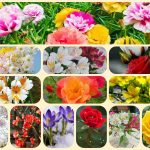 Tư vấn giải thể công ty ở Lào Cai 6 Muốn tư vấn giải thể công ty ở Lào Cai