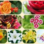 Muốn tư vấn giải thể công ty ở quận Cái Răng