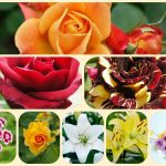 Muốn tư vấn giải thể công ty ở quận Ninh Kiều