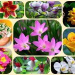 Giải thể doanh nghiệp ở Tiền Giang 3 Muốn giải thể doanh nghiệp ở Tiền Giang
