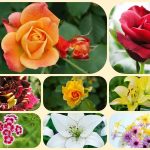 Tư vấn giải thể công ty ở Vĩnh Phúc 6 Muốn tư vấn giải thể công ty ở Vĩnh Phúc