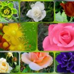 Hướng dẫn thủ tục thành lập công ty tại Huyện Củ Chi 6 Được hướng dẫn thủ tục thành lập công ty tại Huyện Củ Chi