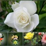 Dịch vụ kế toán trọn gói Quảng Ninh 6 Cần dịch vụ kế toán trọn gói Quảng Ninh