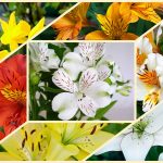 Dịch vụ thành lập công ty trọn gói tại Thành phố Thủ Dầu Một